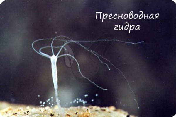 Сайт кракен магазин kraken2 tor2 xyz